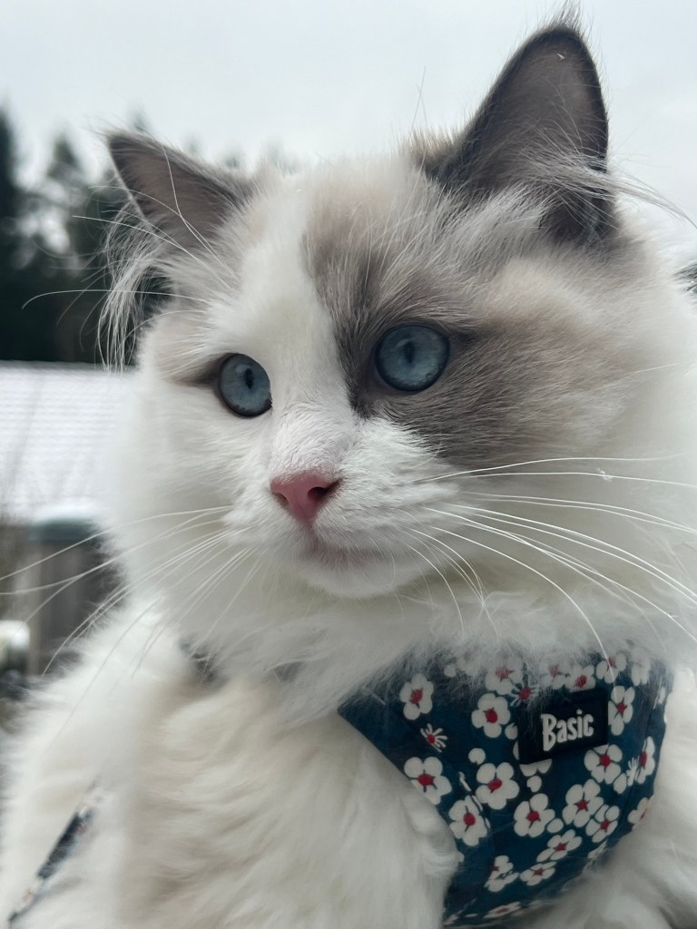 Blue Bicolor Ragdoll